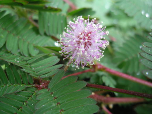 鬱病生活記 by 金子友紀 (鬱病と診断された者が、自身を見つめ鬱病を考える物語の様な日記の様な話。)